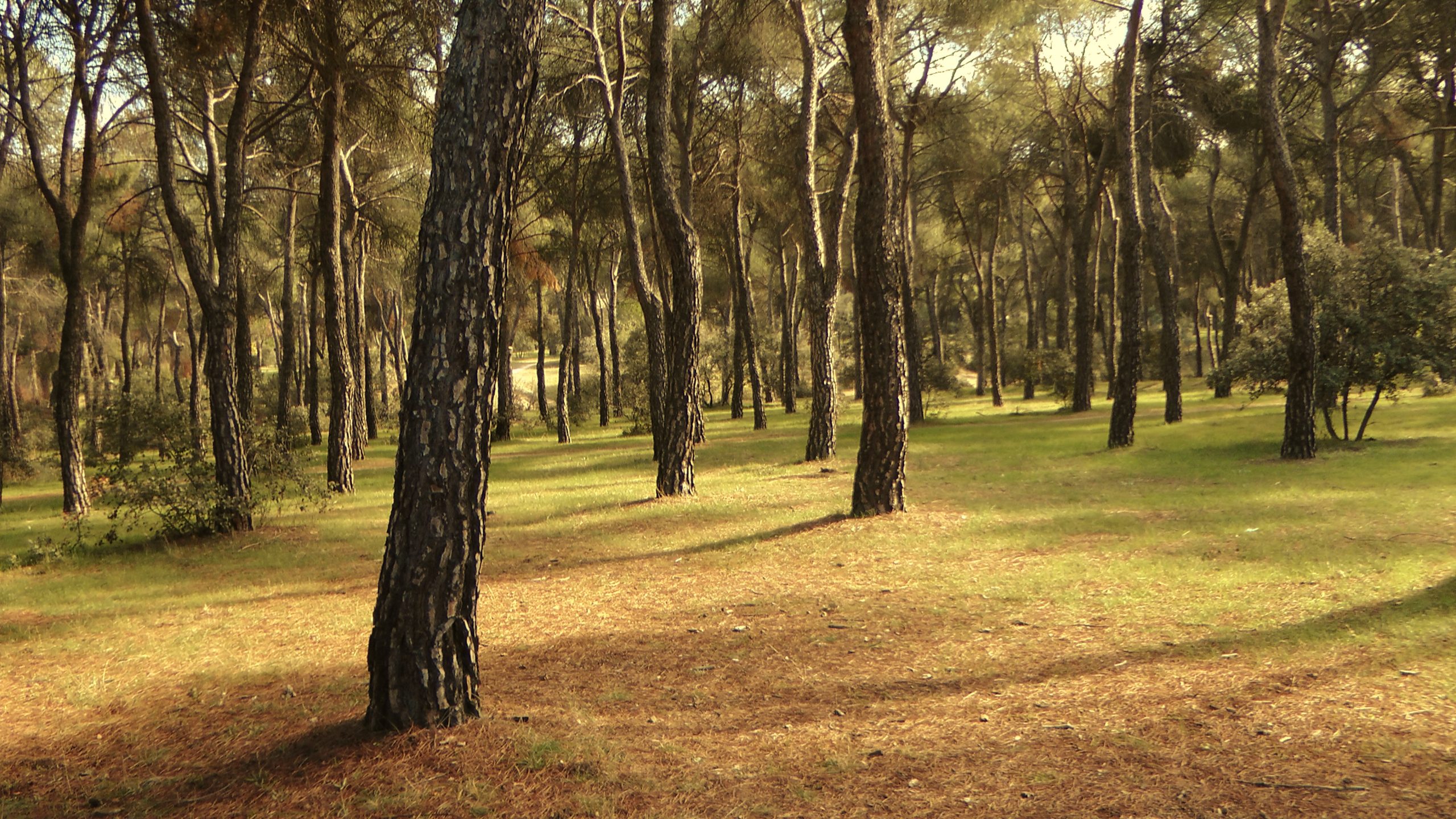 mindfulness bosque Pinar de Las Rozas